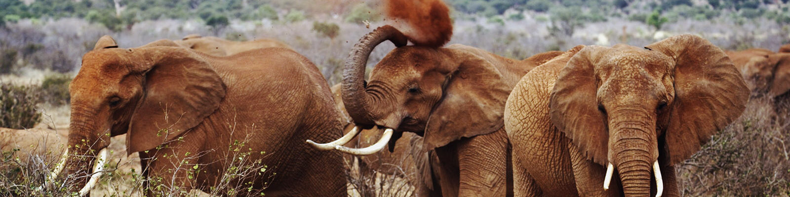 African Elephants in Tsavo West National Park