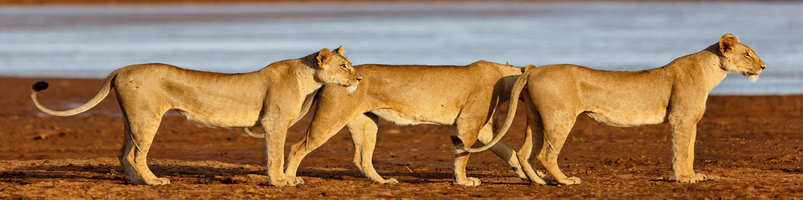 Wildlife Samburu National Game Reserve